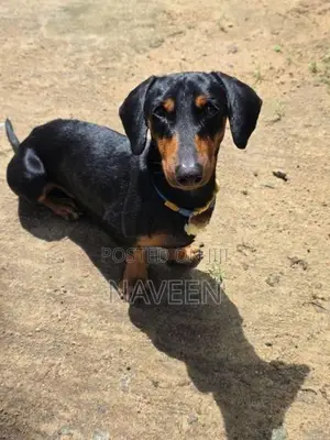 Dachshund Puppies