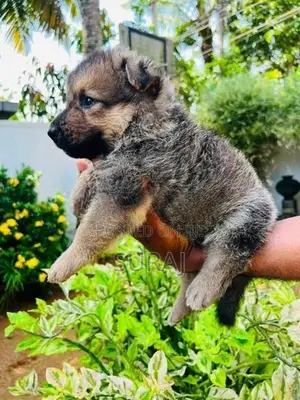 German Shepherd Puppy