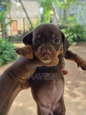 Dachshund Puppies