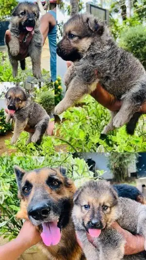 German Shepherd Puppy