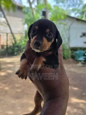Dachshund Puppies