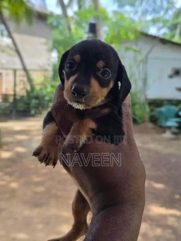 Dachshund Puppies