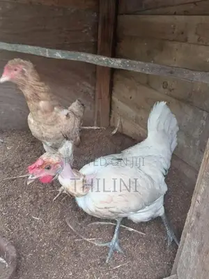 ගමි කුකුළන්