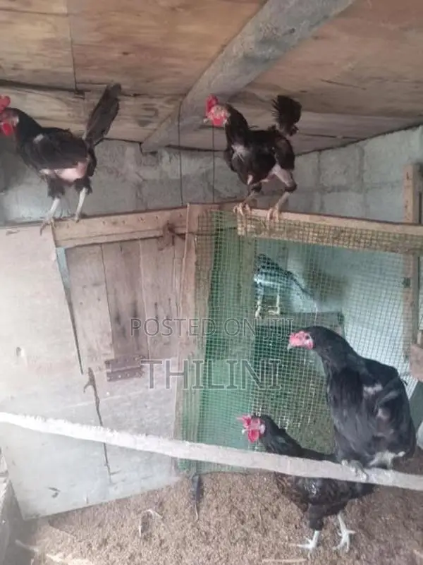 ගමි කුකුළන්