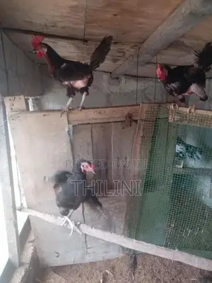 ගමි කුකුළන්