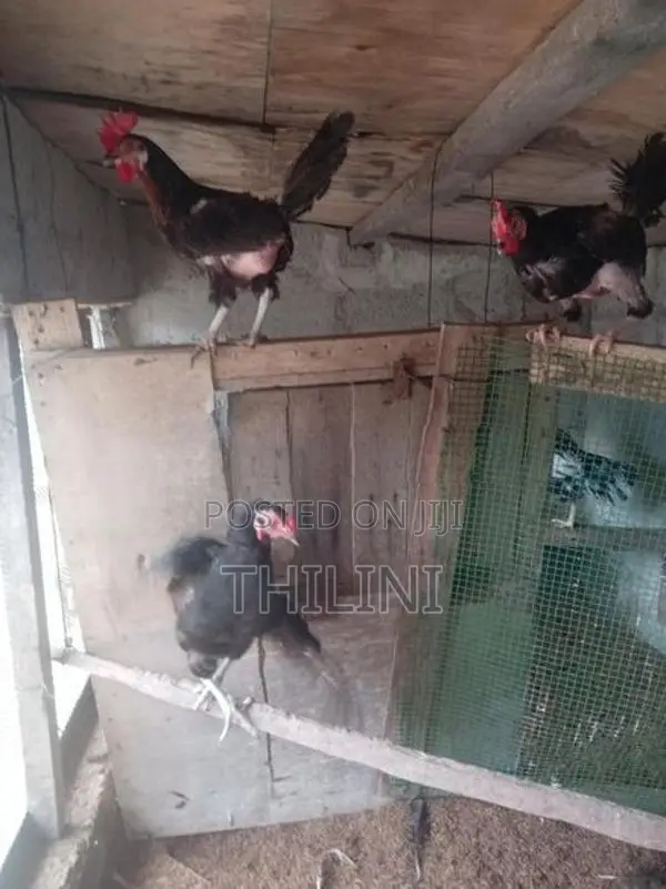 ගමි කුකුළන්