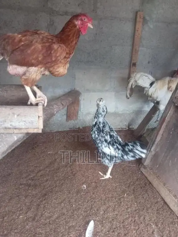 ගමි කුකුළන්