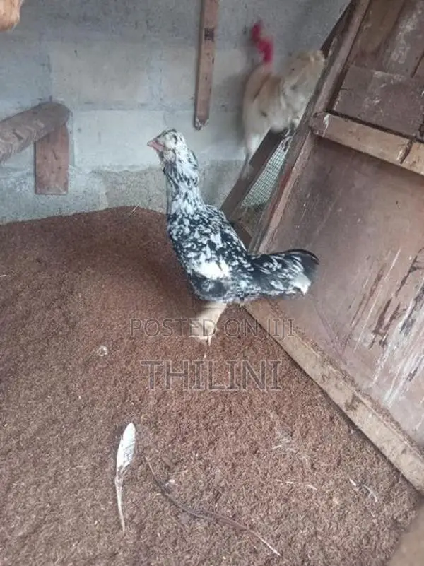 ගමි කුකුළන්