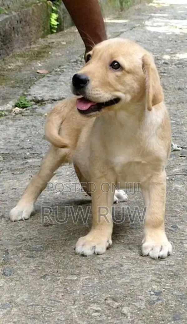 Labrador