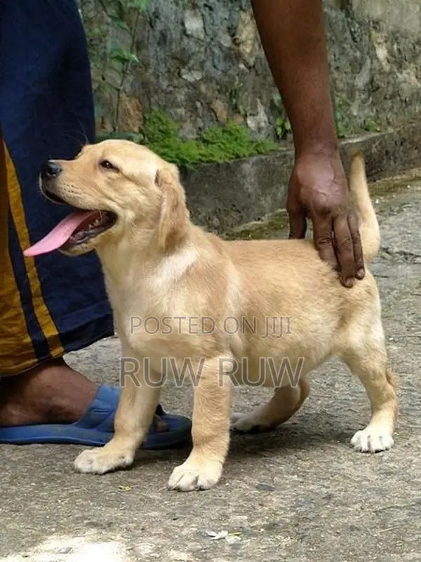 Labrador