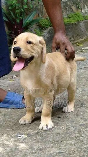 Labrador