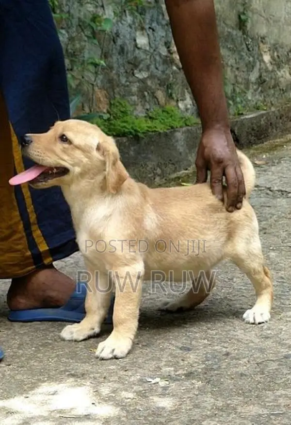 Labrador