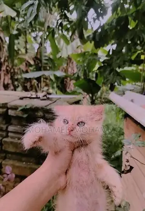 Persian Cat
