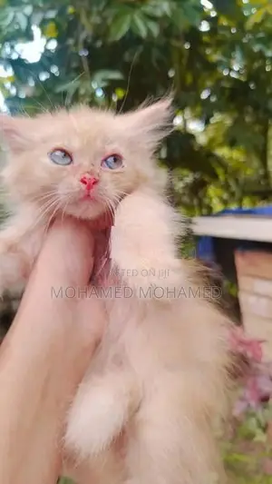Persian Cat