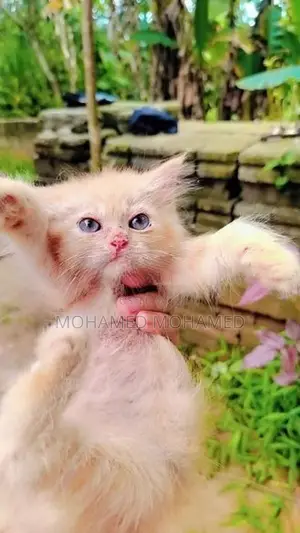 Persian Cat