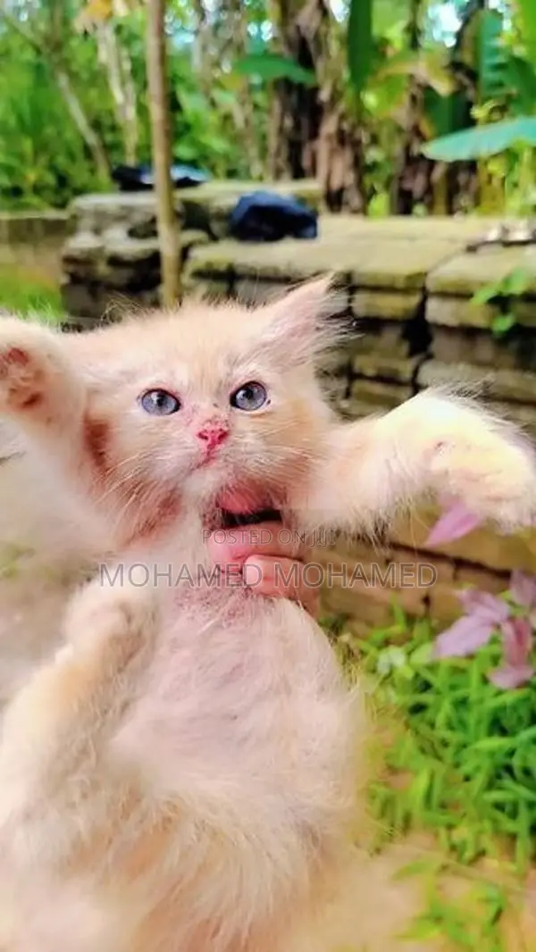 Persian Cat