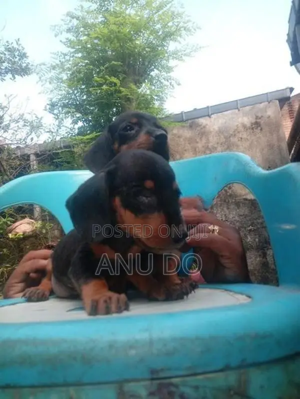 Dachshund Puppies