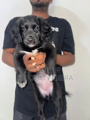 cocker spaniel female puppy for sale