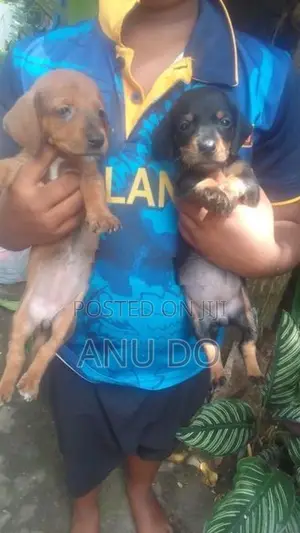 Dachshund Puppies