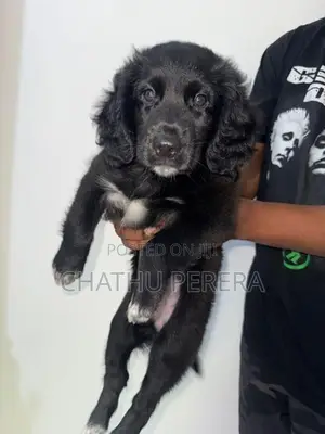 cocker spaniel female puppy for sale