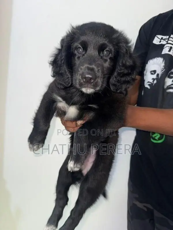 cocker spaniel female puppy for sale