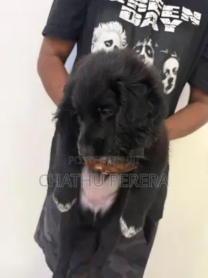 cocker spaniel female puppy for sale