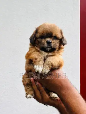 Shih Tzu Puppies