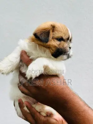 Shih Tzu Puppies