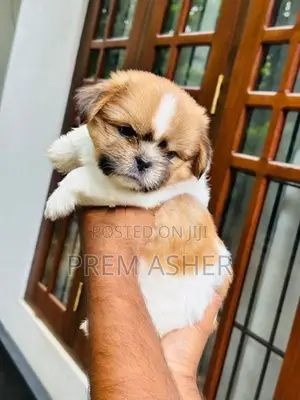 Shih Tzu Puppies