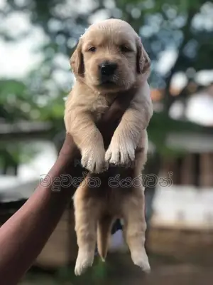 goldan retriever