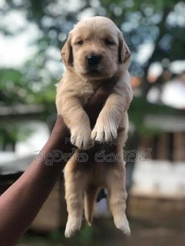 goldan retriever