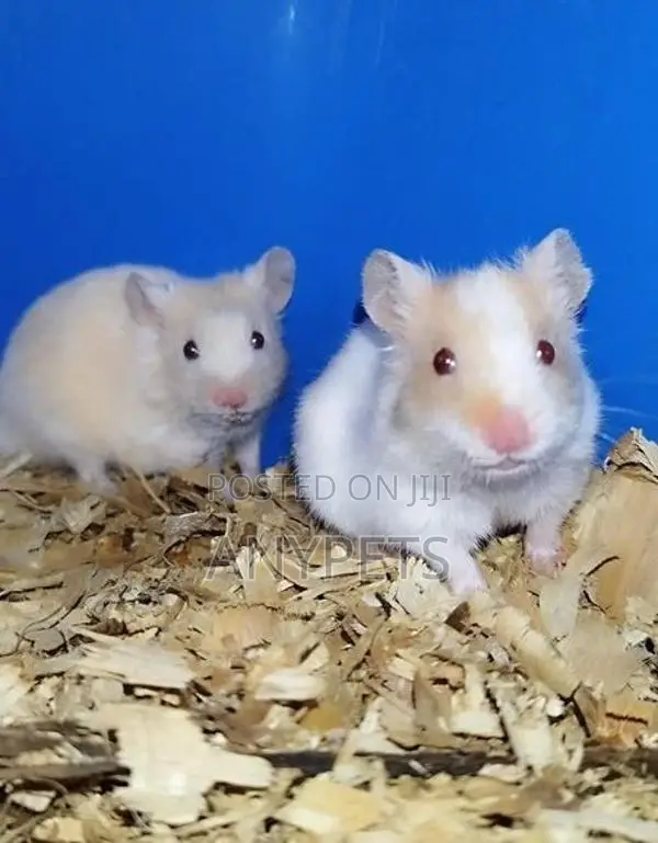 Red Eye Teddy Hamsters