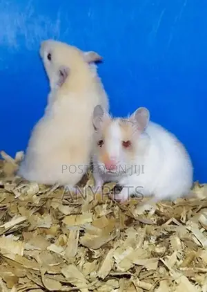 Red Eye Teddy Hamsters