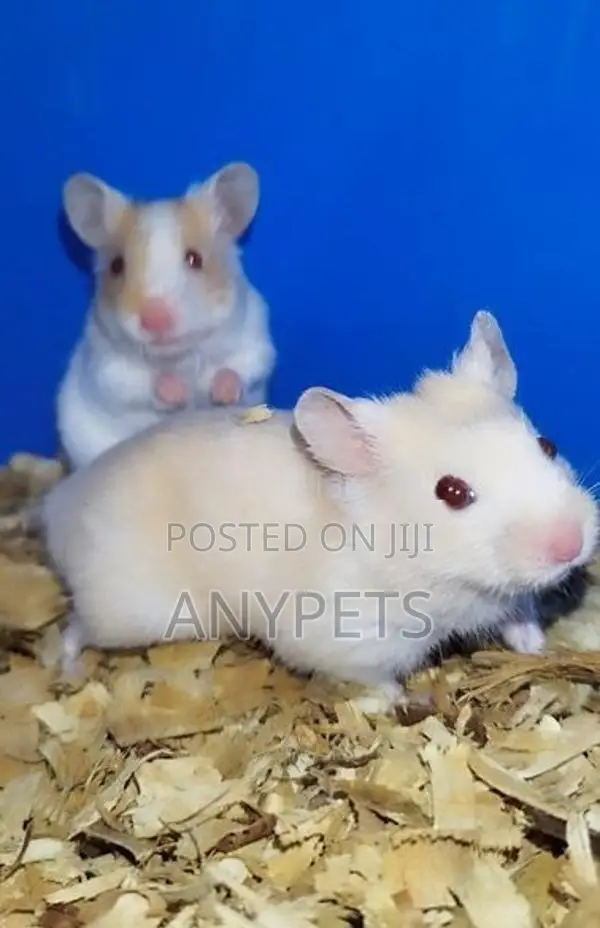Red Eye Teddy Hamsters