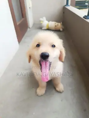 Golden Retriever Male Puppy