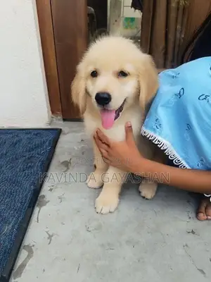 Golden Retriever Male Puppy