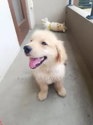 Golden Retriever Male Puppy
