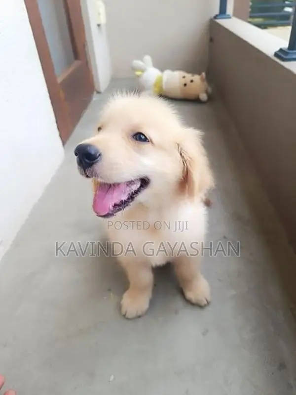 Golden Retriever Male Puppy