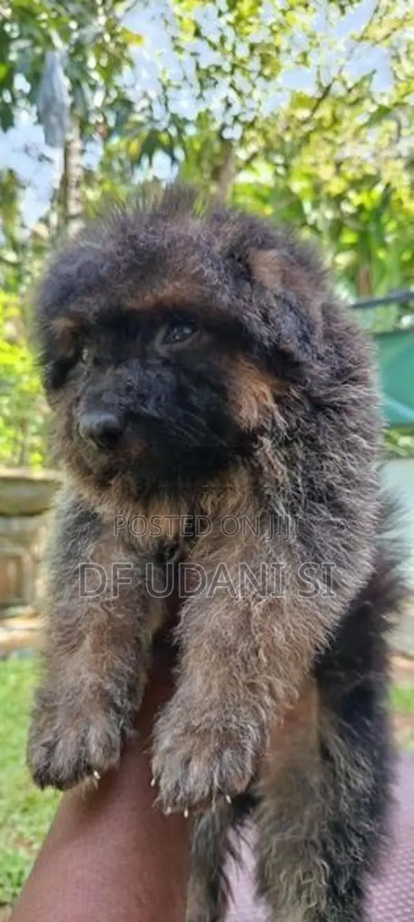 German Shepherd Puppy