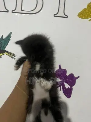 Persian Cat