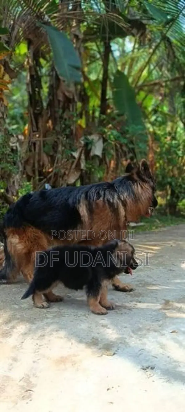 German Shepherd Puppy