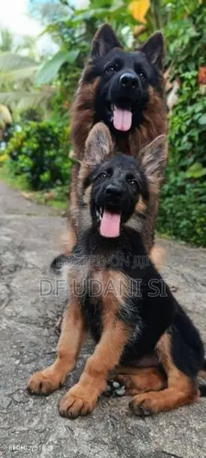 German Shepherd Puppy