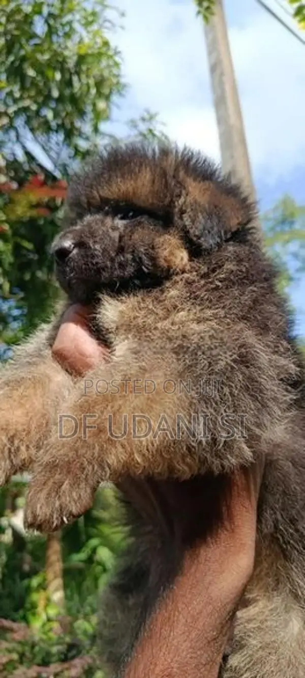 German Shepherd Puppy