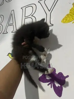 Persian Cat