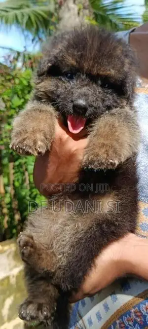 German Shepherd Puppy