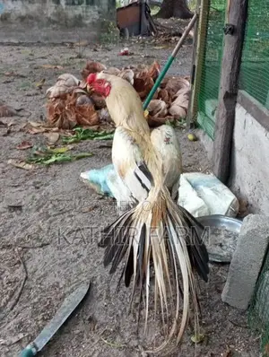 Parrot Beak Rooster