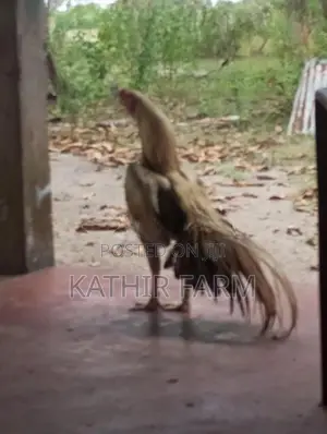 Parrot Beak Rooster