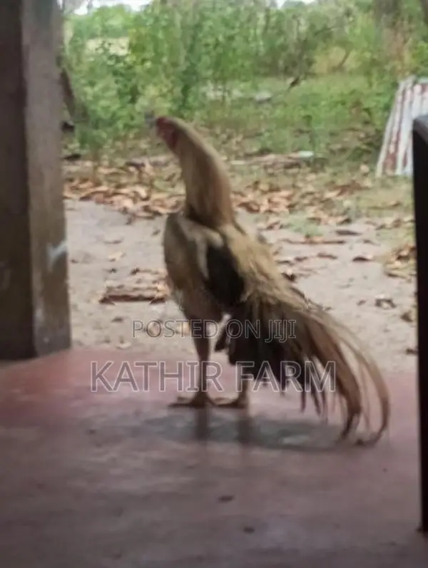 Parrot Beak Rooster
