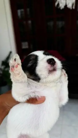 Terrier puppies