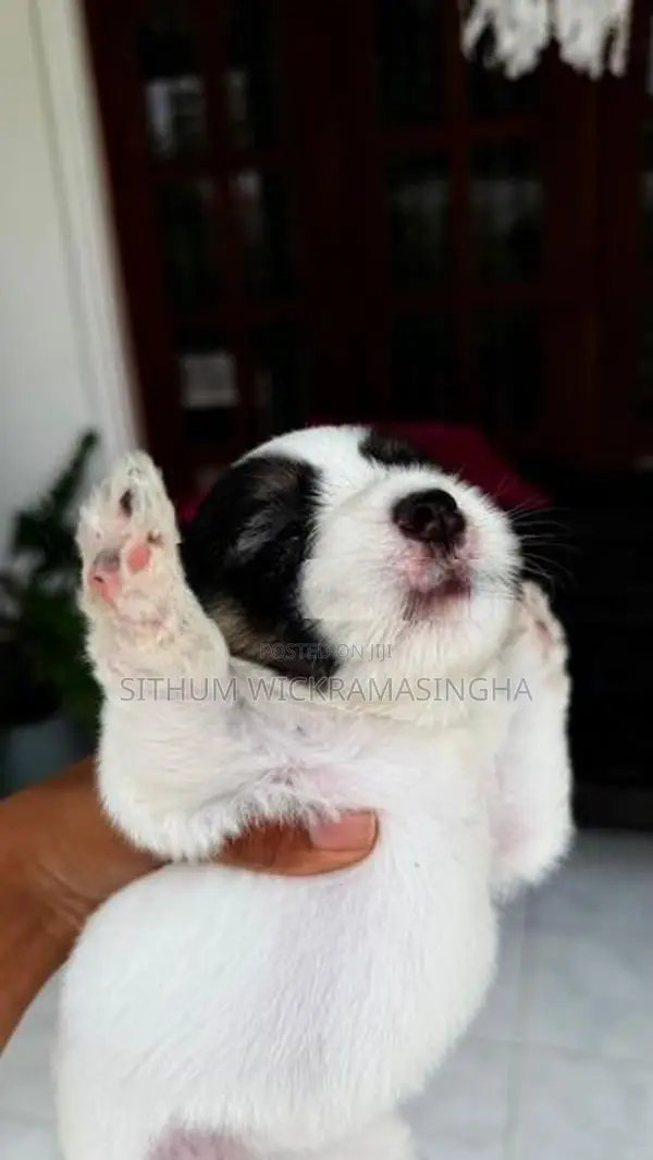 Terrier puppies